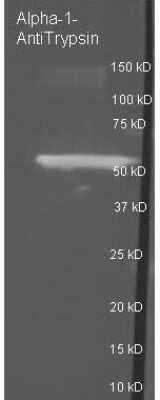 Western Blot: Serpin A1/alpha 1-Antitrypsin Antibody [HRP] [NB120-7635] - Western Blot of Serpin A1/alpha 1-Antitrypsin antibody [HRP]Lane 1: reduced Alpha-1anti-Trypsin. Lane 2: none. Load: ~1ug per lane. Primary antibody: Serpin A1/alpha 1-Antitrypsin antibody at 1:3000 for overnight at 4C.Secondary antibody: Dylight 488 conjugated Donkey anti goat secondary antibody at 1:10,000 for 1.5 hr at RT.Block buffer overnight at 4C.Predicted/Observed size: 46.7kDa, ~55kDa for Alpha-1-AntiTrypsin. Other band(s): none.